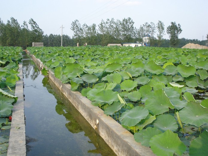 寧夏藕池防滲專用膜應用案例.jpg